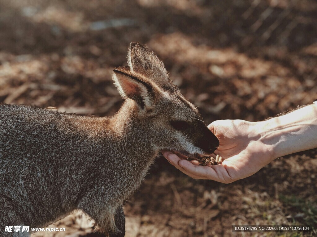 人与小袋鼠的温馨互动