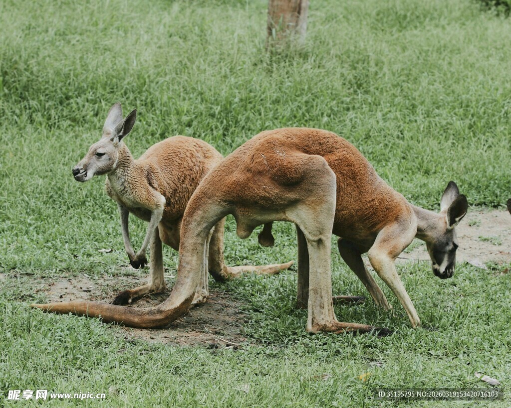 草地上的几只袋鼠