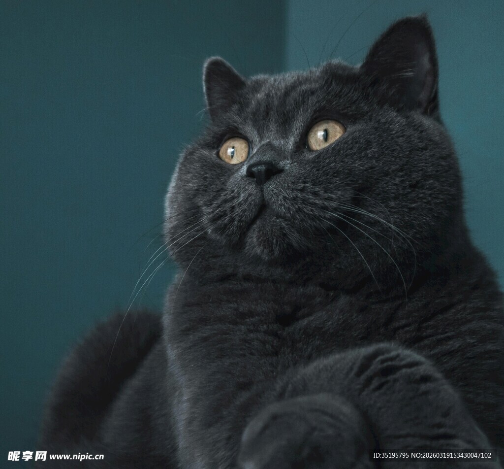 黑色猫咪抬头凝视