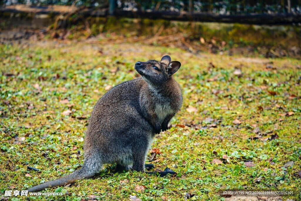 草地上站立的灰黑色袋鼠