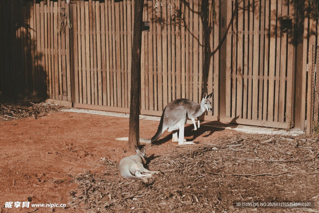 围栏边玩耍的几只袋鼠