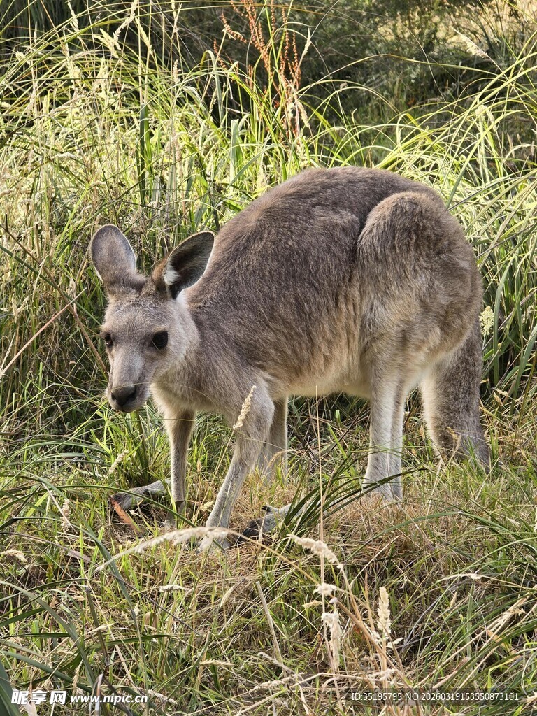 草地上的袋鼠