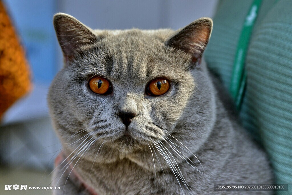 灰猫写真