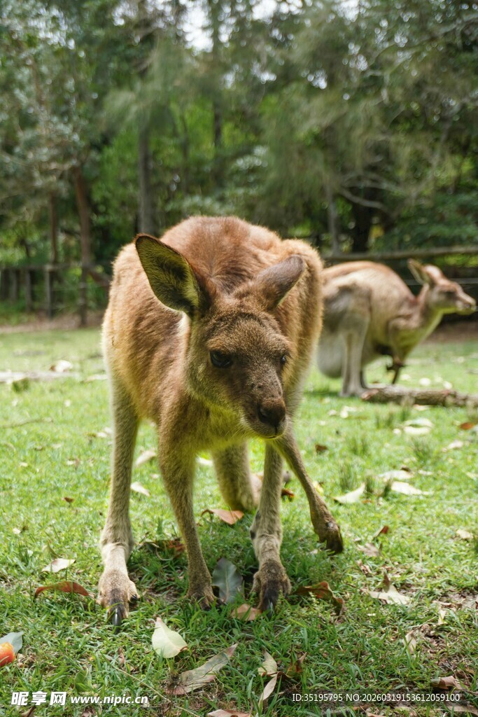 草地上的袋鼠