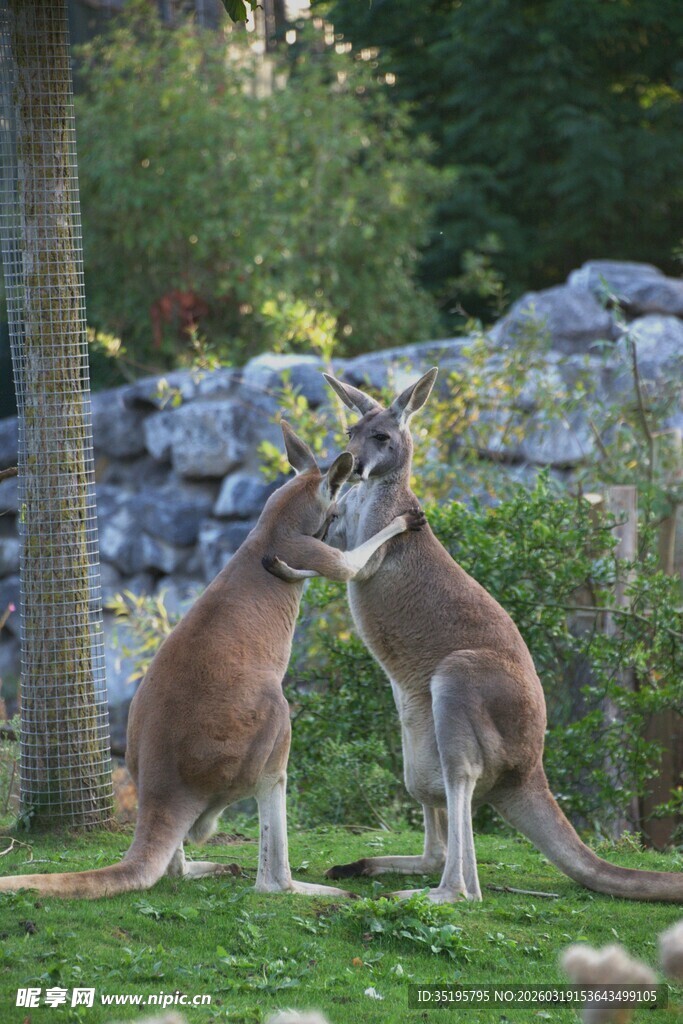两只袋鼠在草地上互动