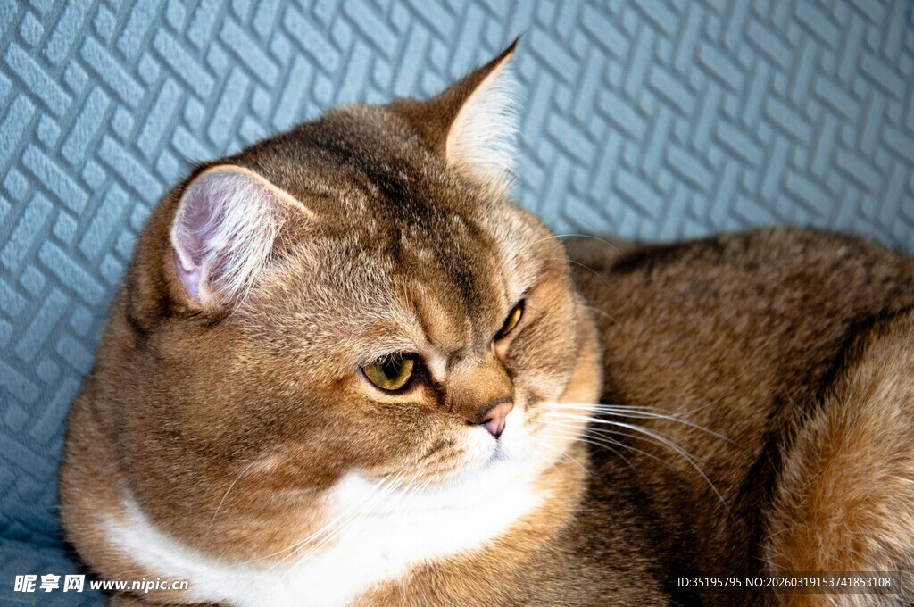 慵懒猫咪惬意躺沙发