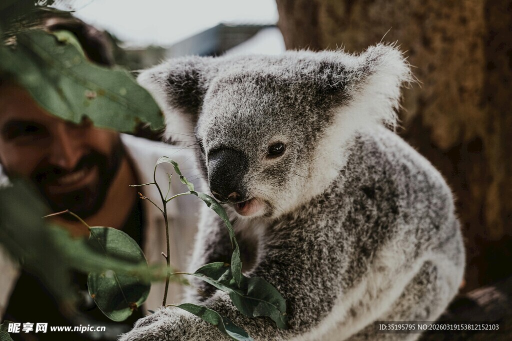 人与考拉亲密互动瞬间