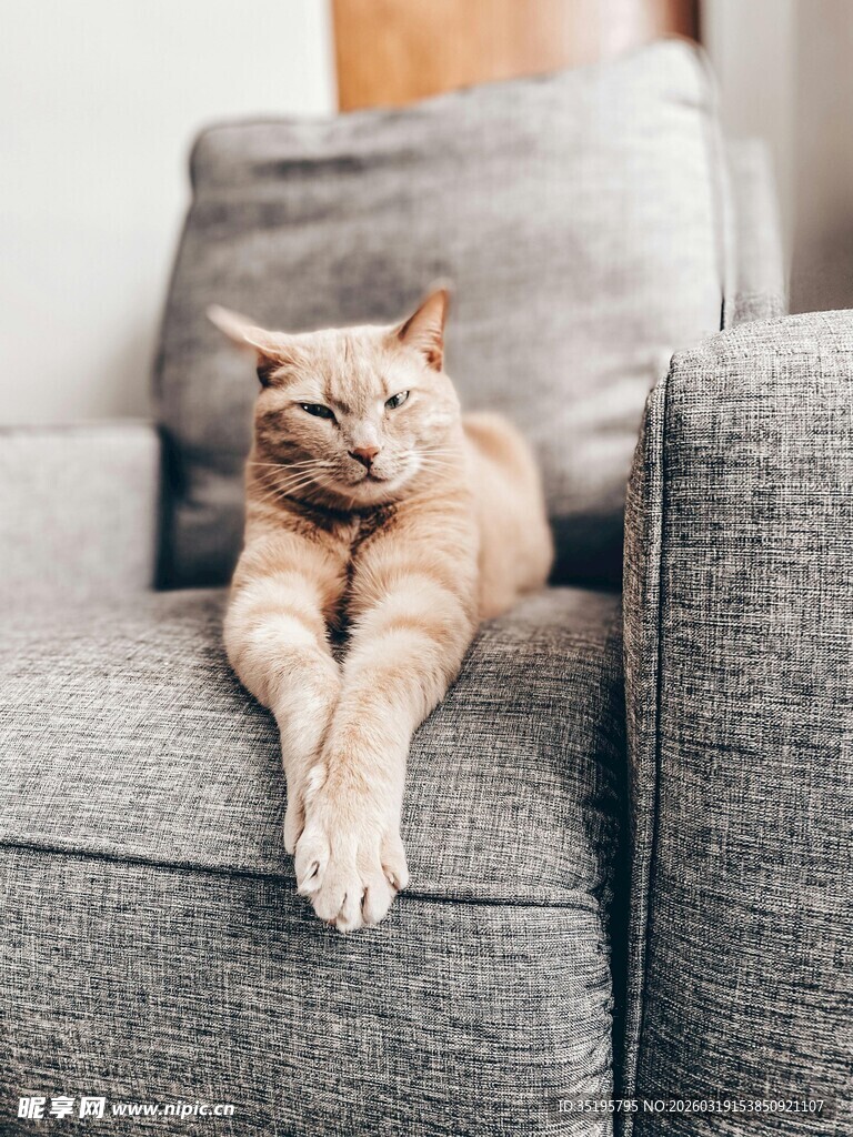 慵懒猫咪惬意躺沙发