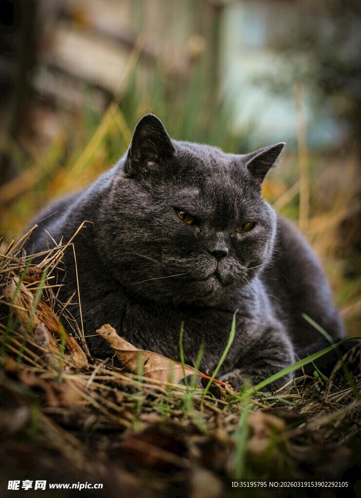 草丛中休憩的灰猫