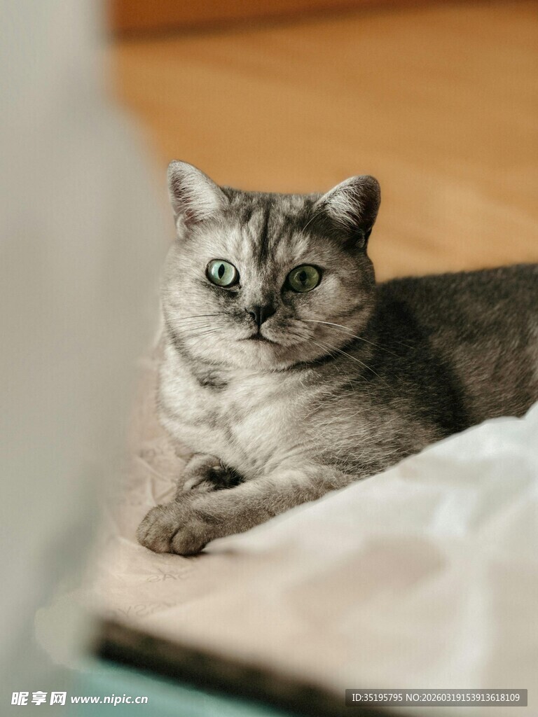 可爱猫咪惬意趴卧