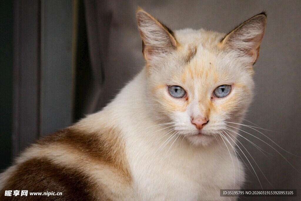 三色眼眸猫咪特写