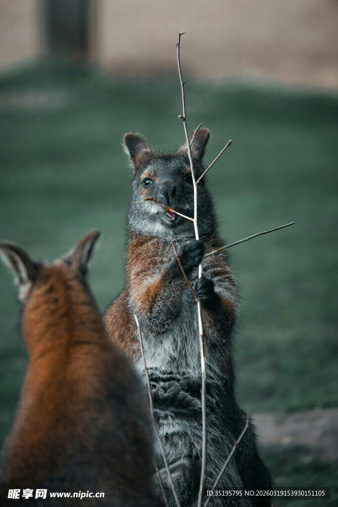 两只动物互动瞬间