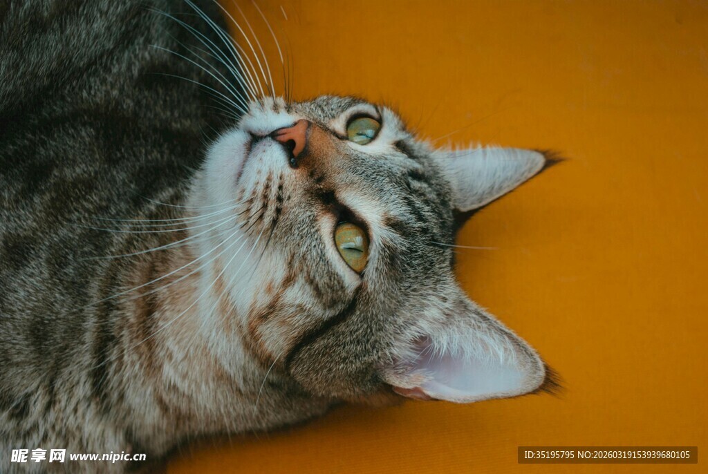 仰头躺卧的可爱斑纹猫咪