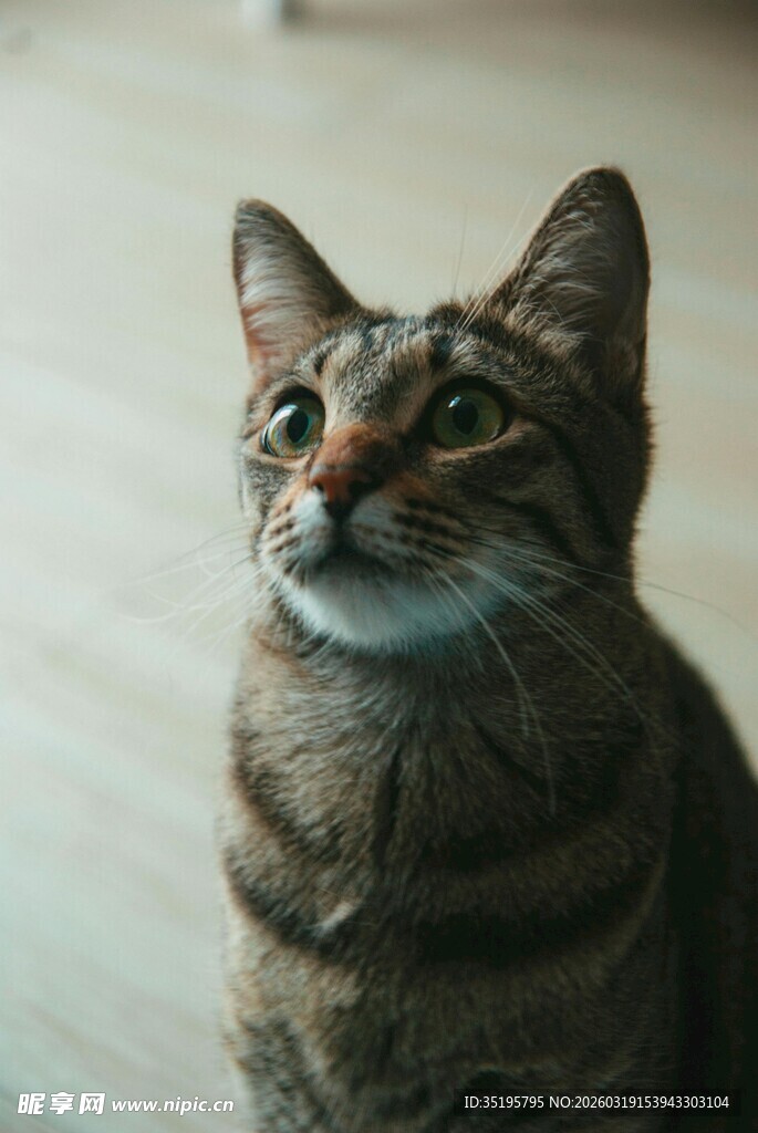 抬头凝望的斑纹猫咪