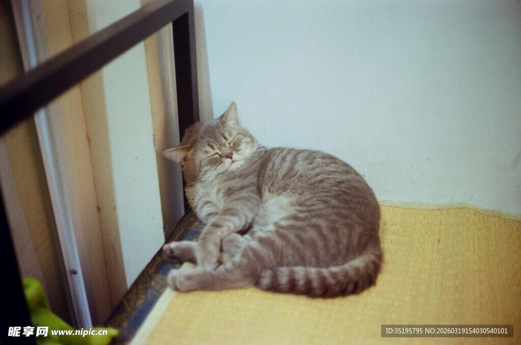 条纹小猫惬意躺卧