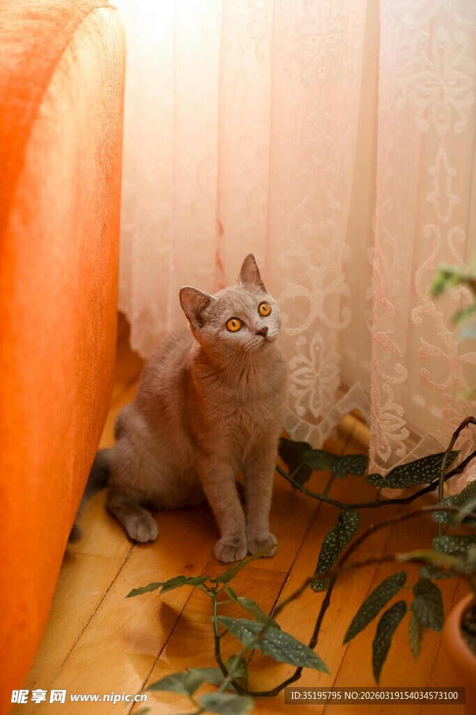 橘猫坐于室内绿植旁