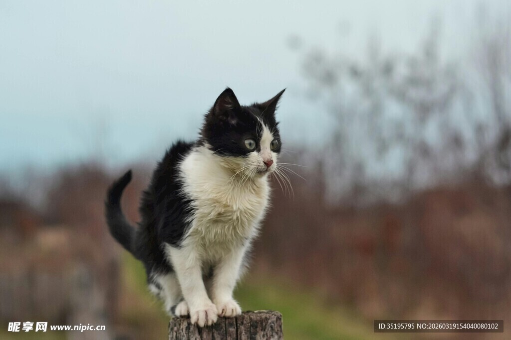 黑白猫立于木桩上
