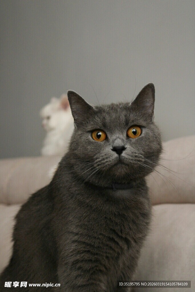 灰猫瞪大眼睛望向上方