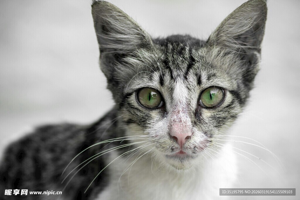 可爱斑纹小猫特写