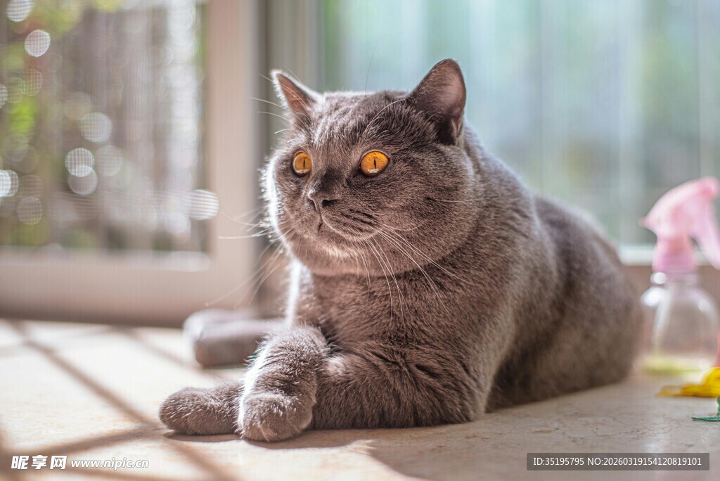 慵懒灰猫惬意趴卧