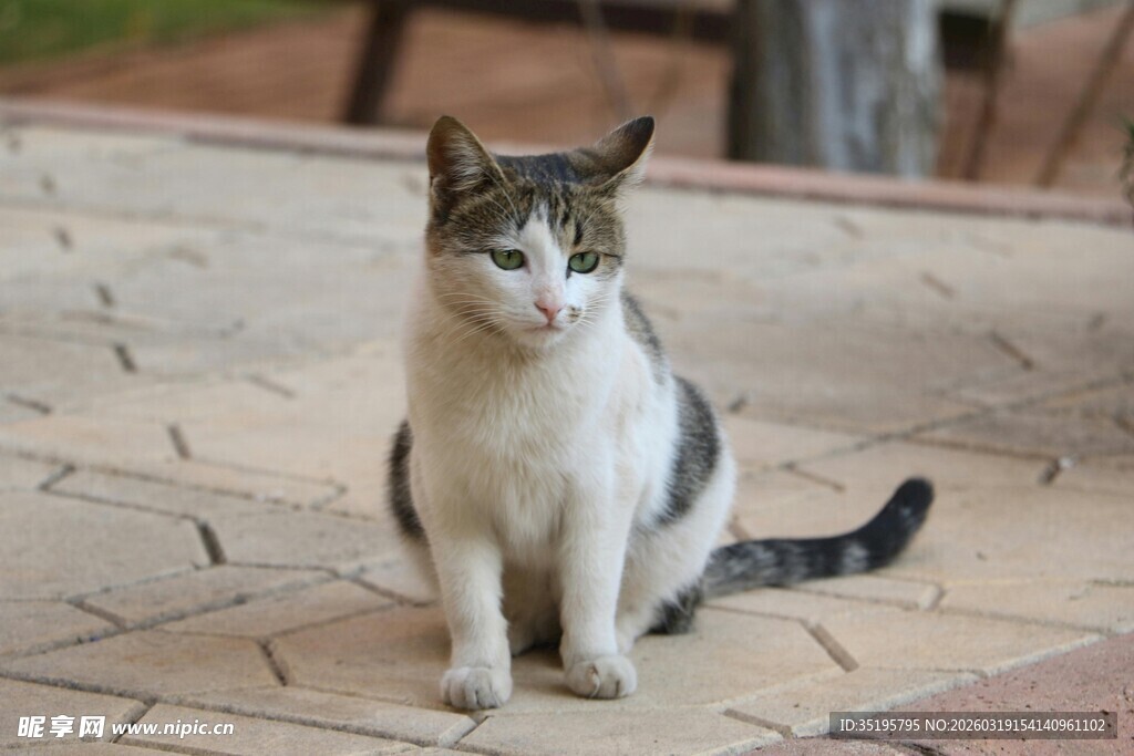 庭院中的灰白猫咪