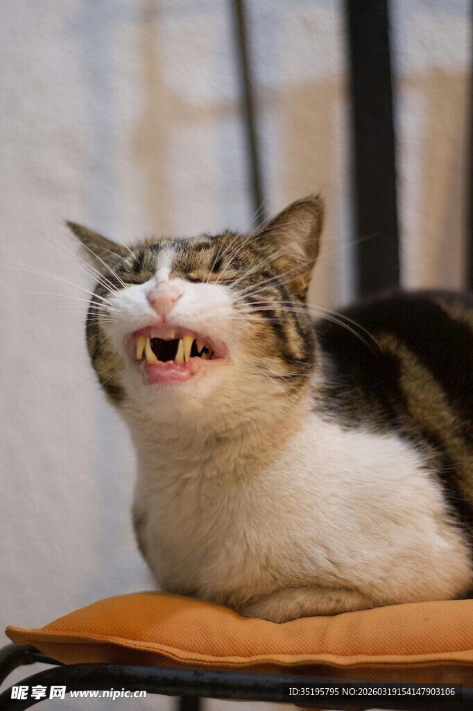 咧嘴大笑的可爱猫咪