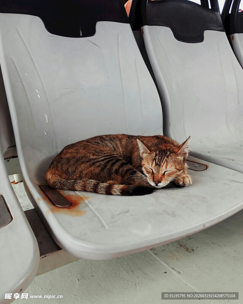 猫咪惬意躺座椅