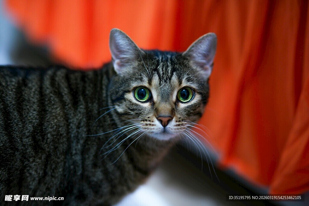 可爱斑纹猫睁大眼睛瞧着