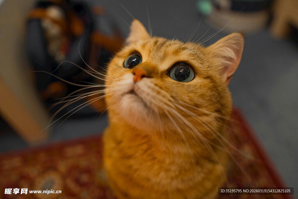 仰头橘猫的可爱瞬间