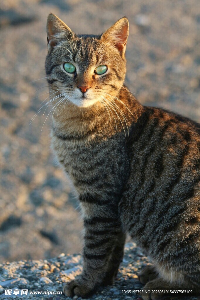 阳光下的条纹猫咪