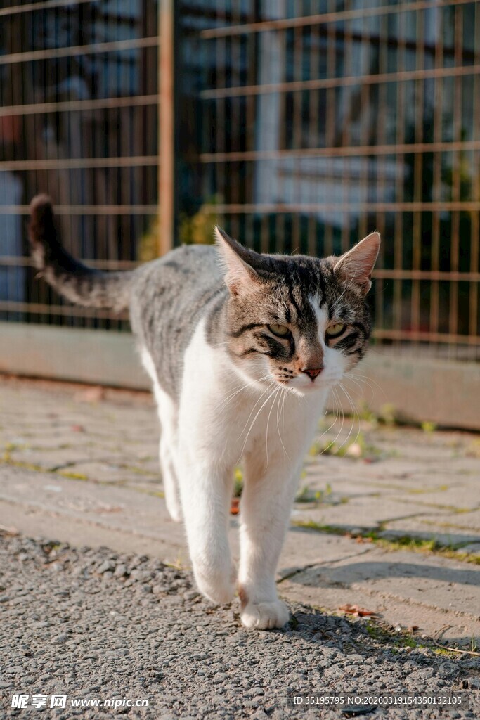 户外行走的斑纹猫