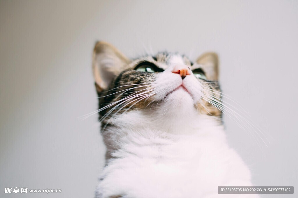 仰头的可爱猫咪