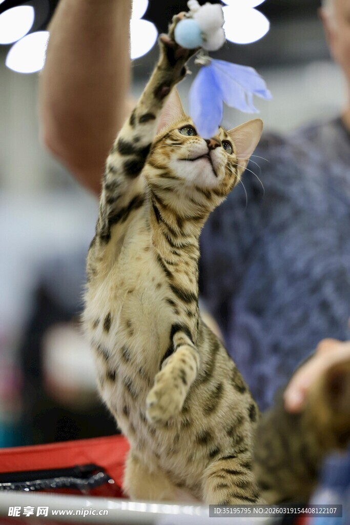 猫咪抬手接物瞬间