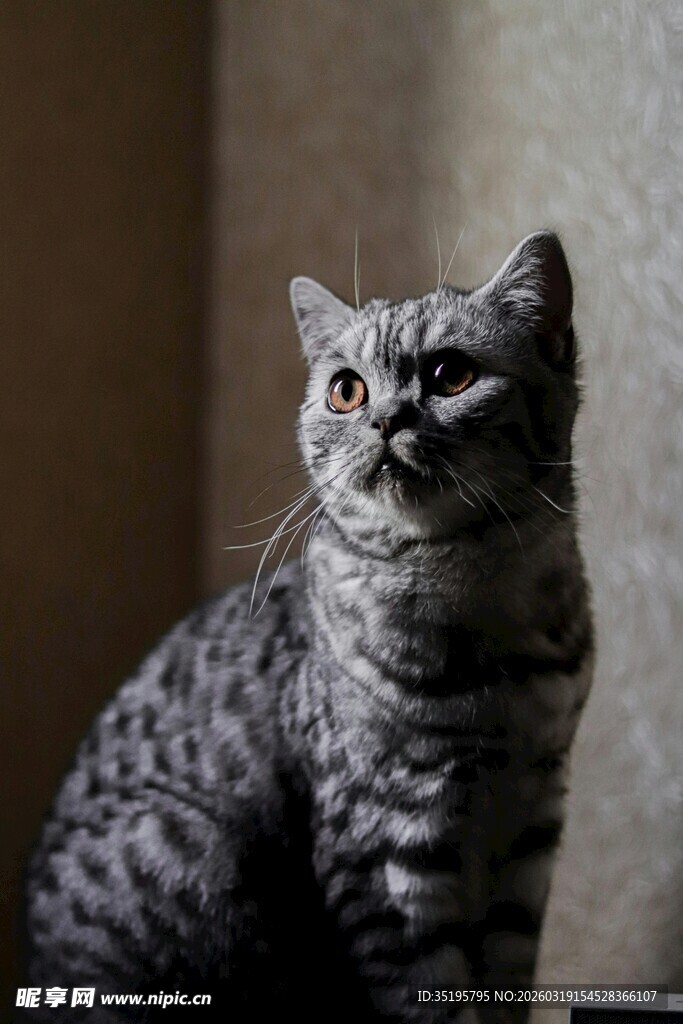 可爱灰纹猫咪抬头凝望