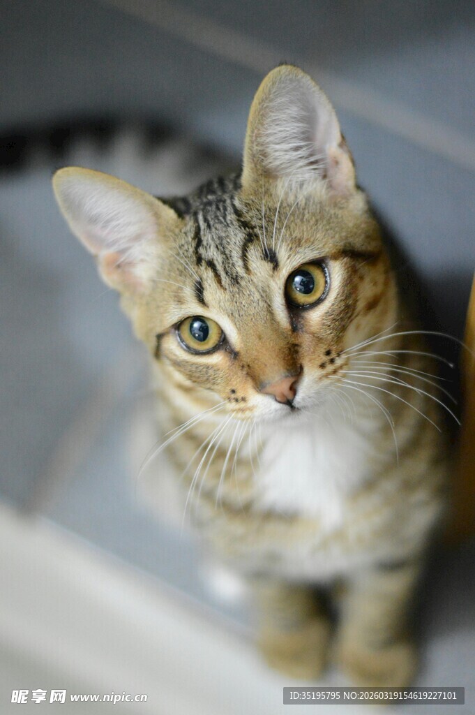 可爱斑纹小猫抬头凝视
