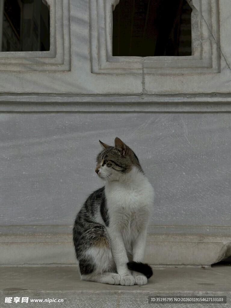 窗边猫咪安静凝望