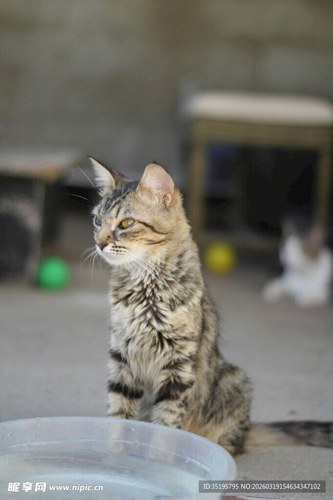 可爱狸花猫专注看向一侧