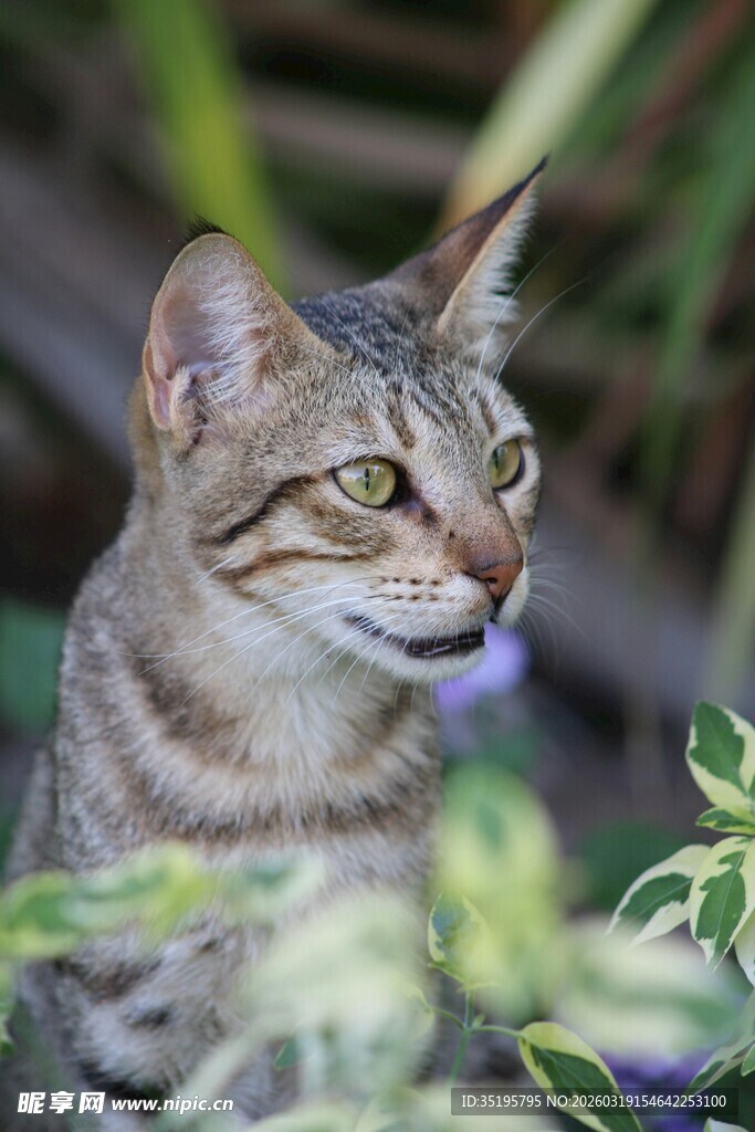 田园猫侧头望绿植
