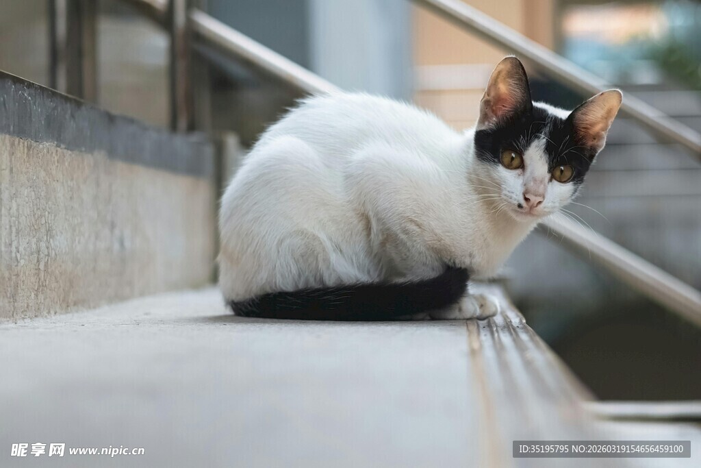 蹲坐的三色猫咪