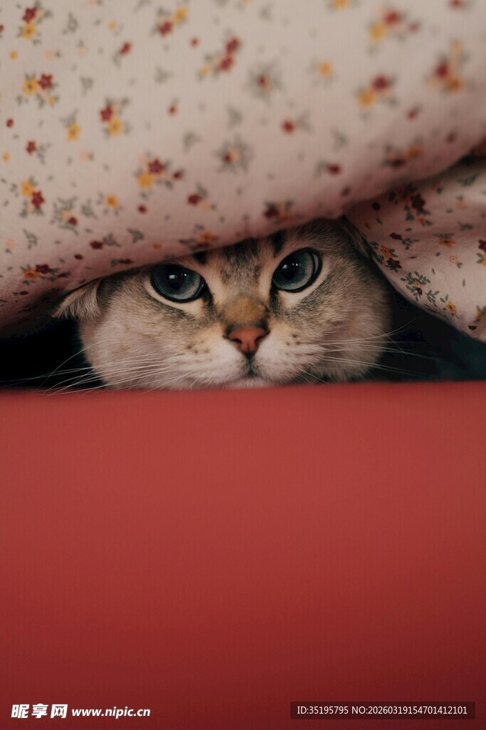 躲在布下窥探的可爱猫咪