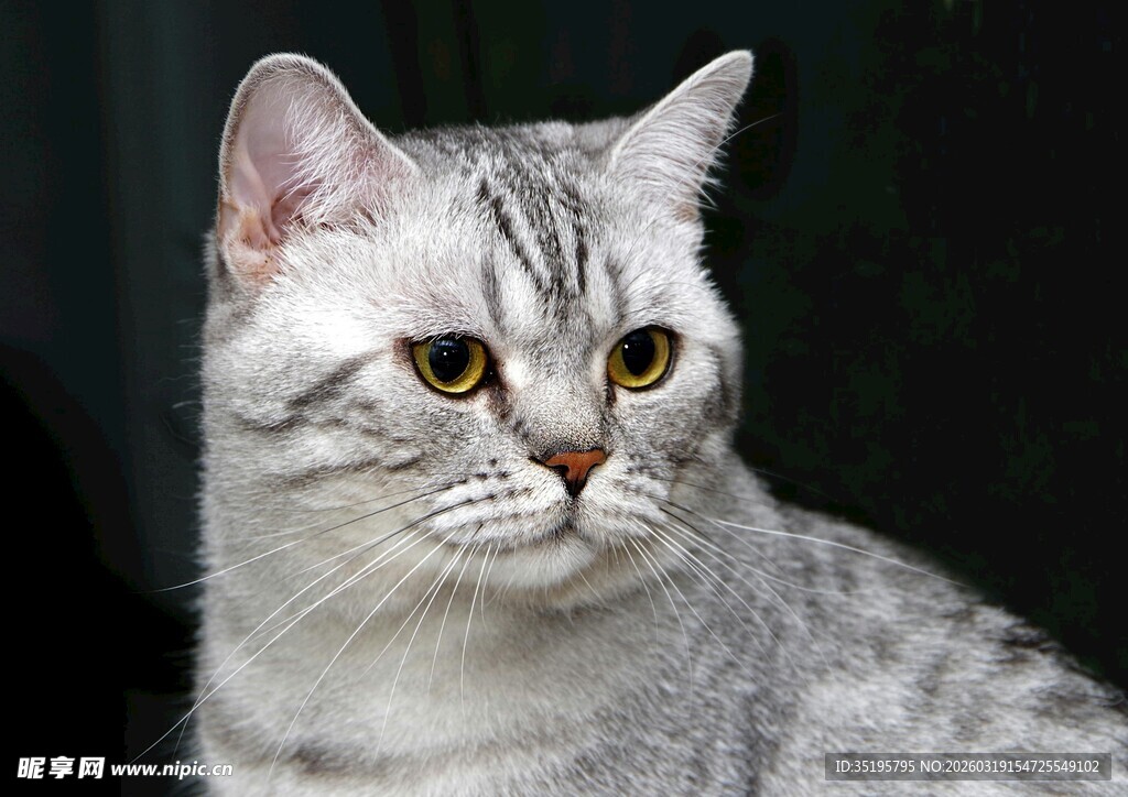 银渐层猫咪特写