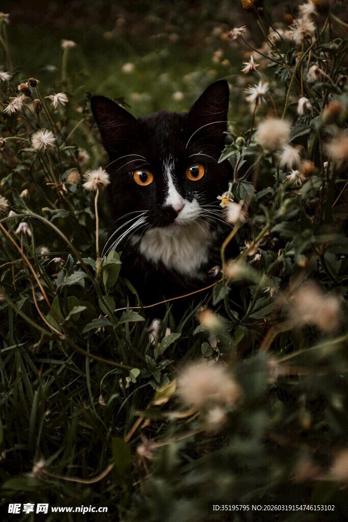 草丛中的黑白猫咪