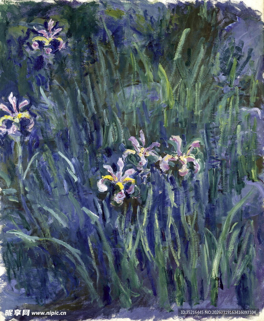 紫色鸢尾花丛水彩画