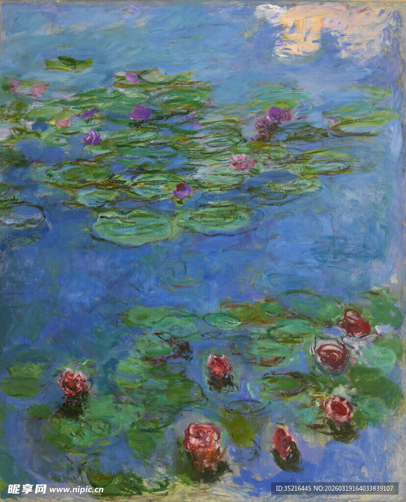 睡莲池塘的静谧美景