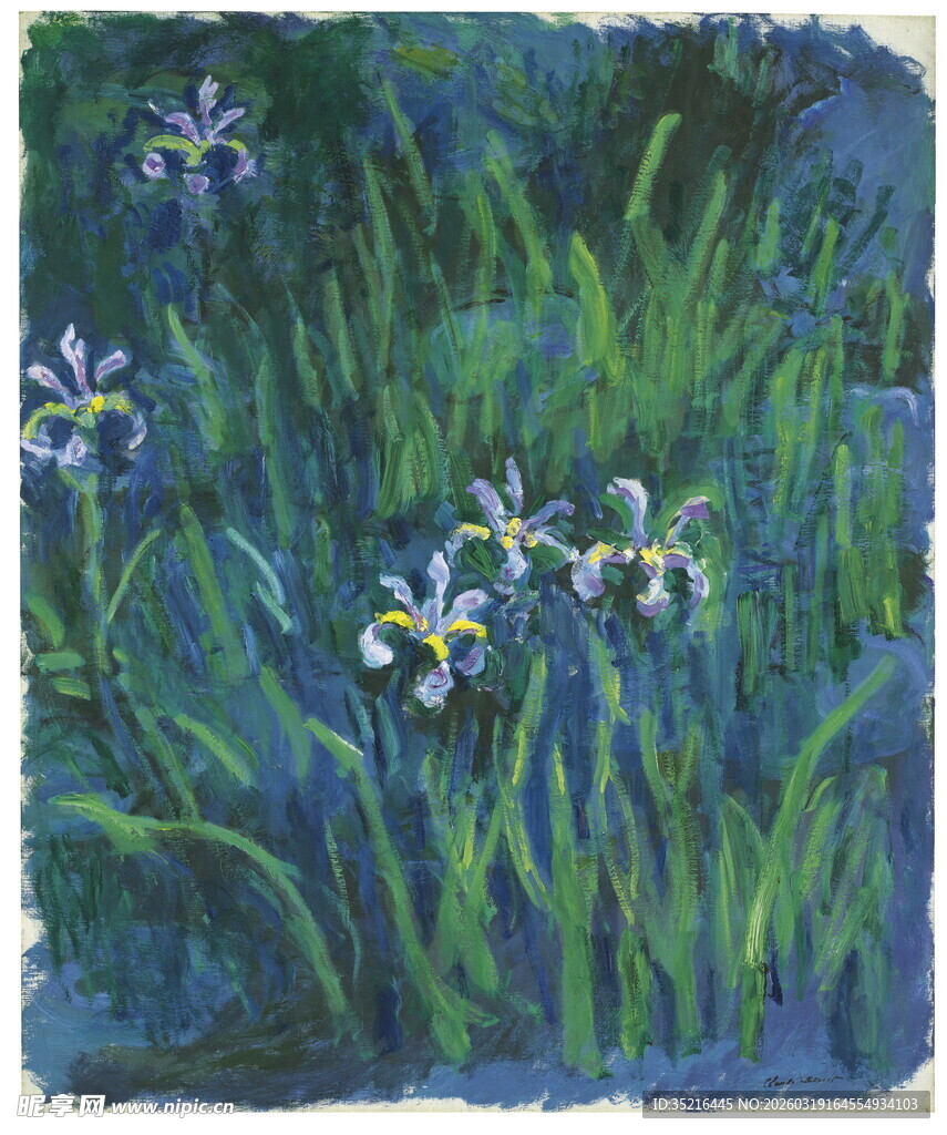 蓝色鸢尾花的静谧景致