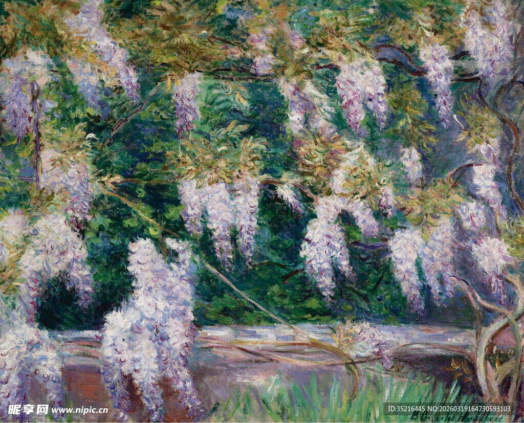 紫藤垂挂的静谧景致