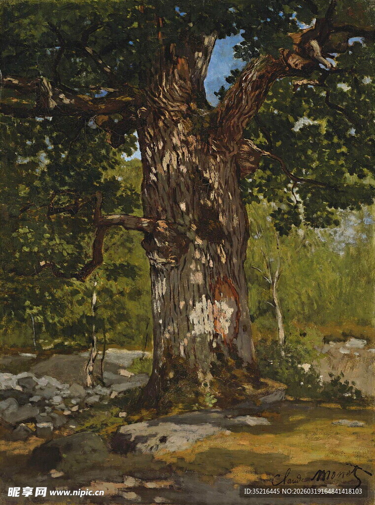 古老大树屹立于林地间