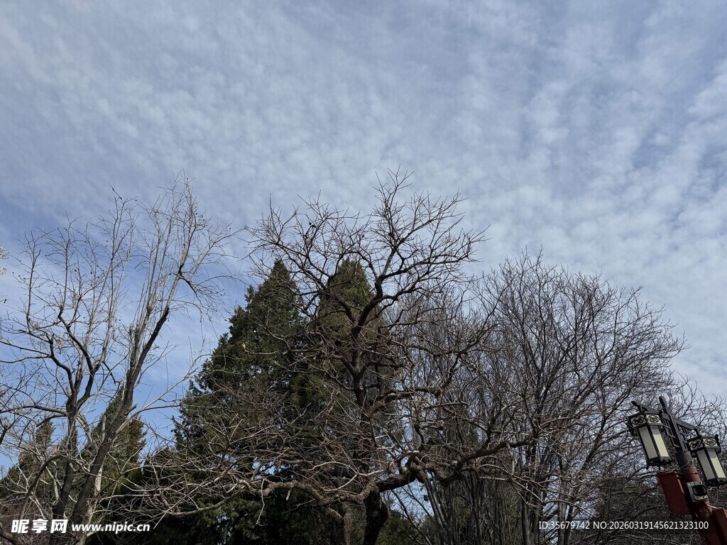 天空下的树木景观