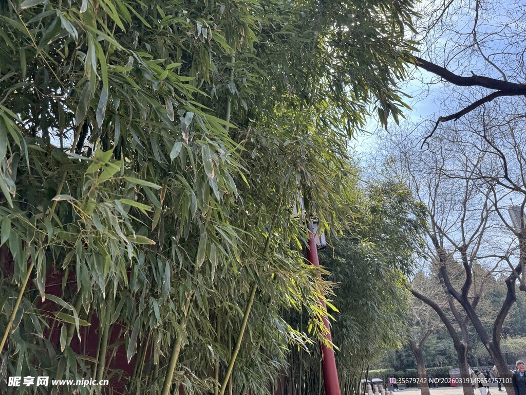 绿叶繁茂的树木景观