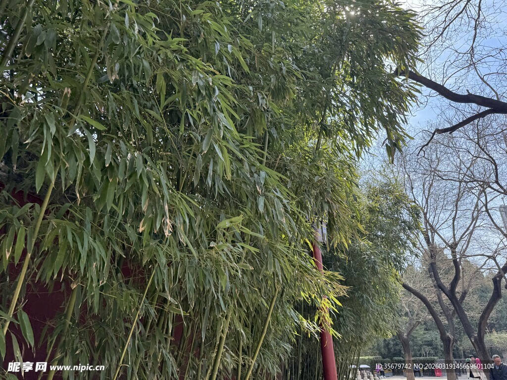 户外翠绿竹林景致